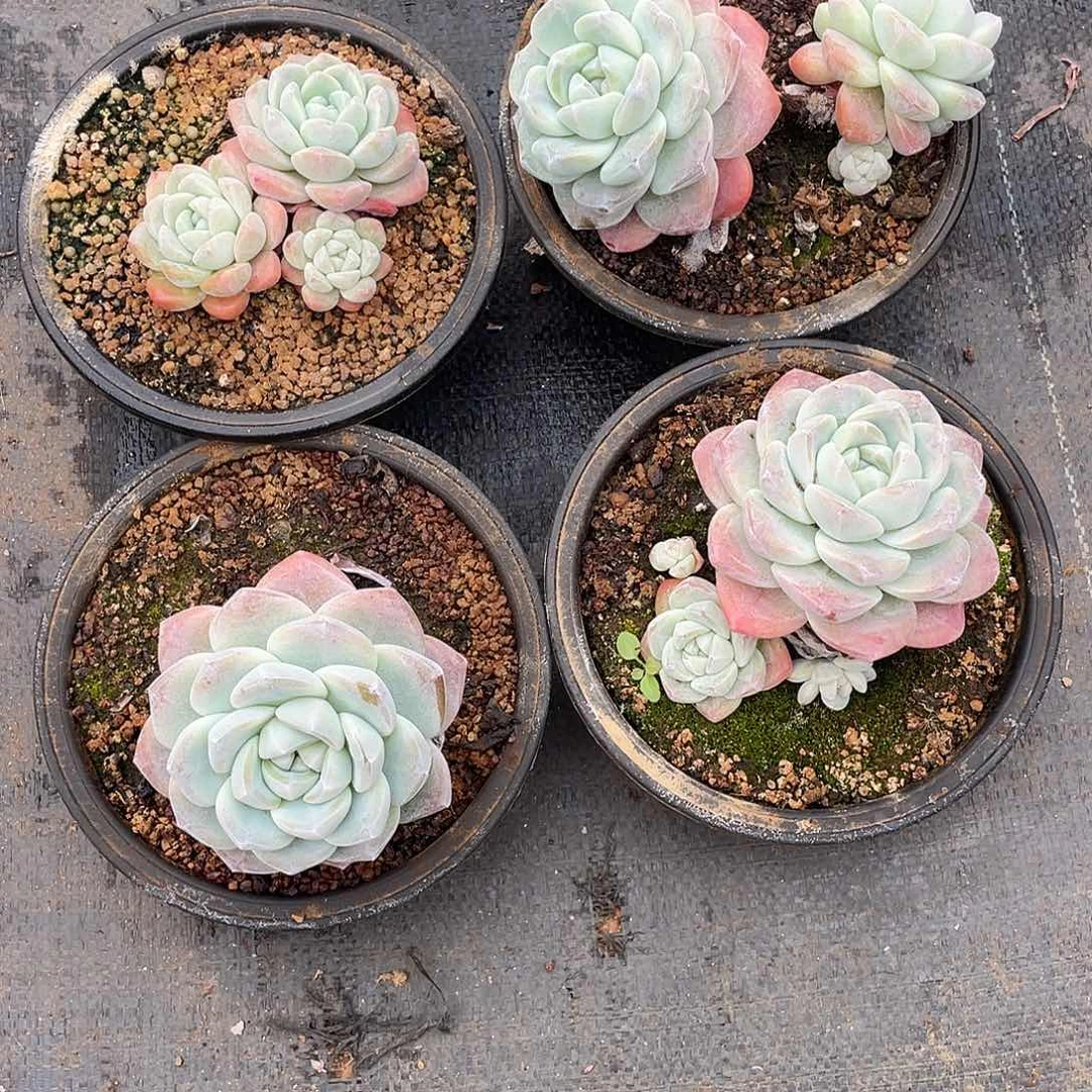 一组4棵多肉植物一物一拍