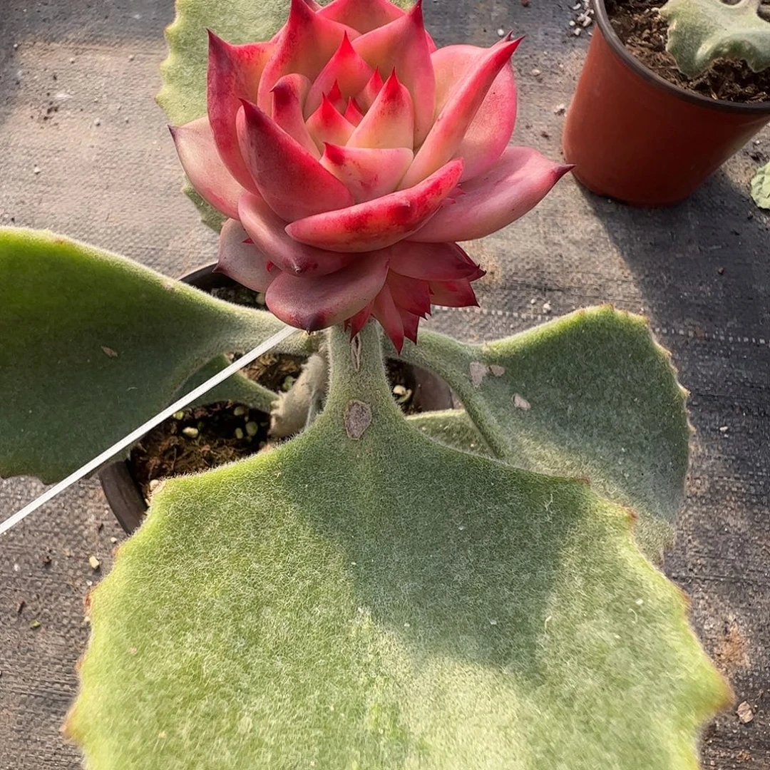 清***1多肉植物多肉植物