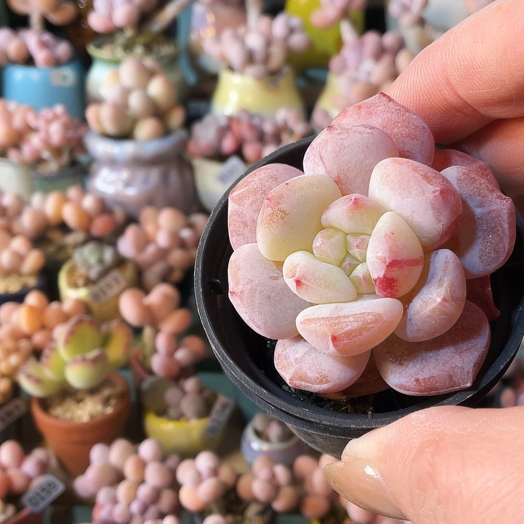小***吖多肉植物的生长发育和生长