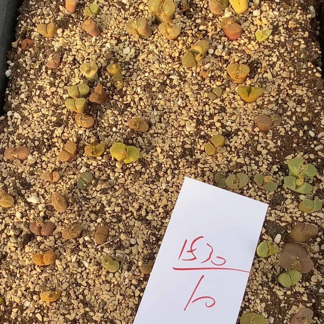 1530清框风铃一筐