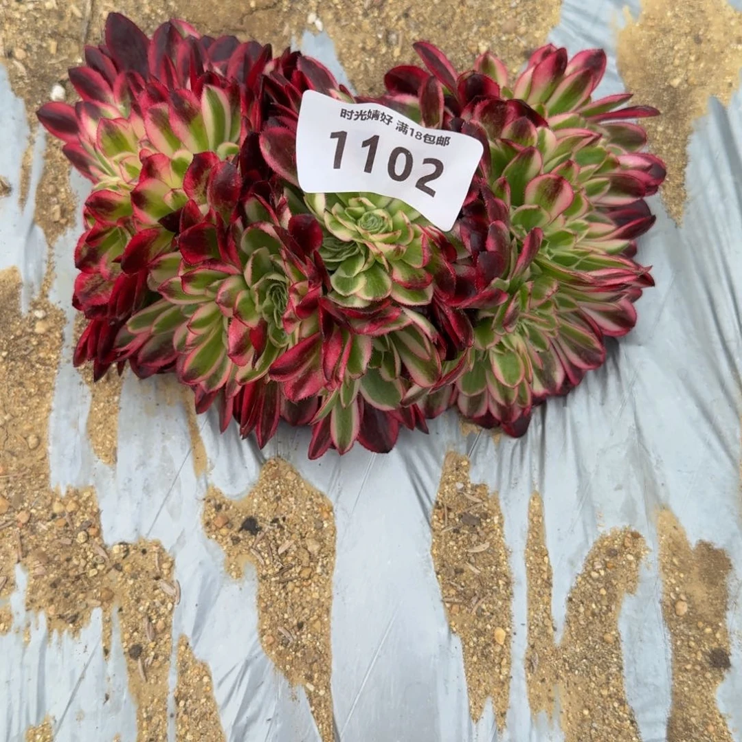 念****趣1102红荔枝缀化。多肉植物