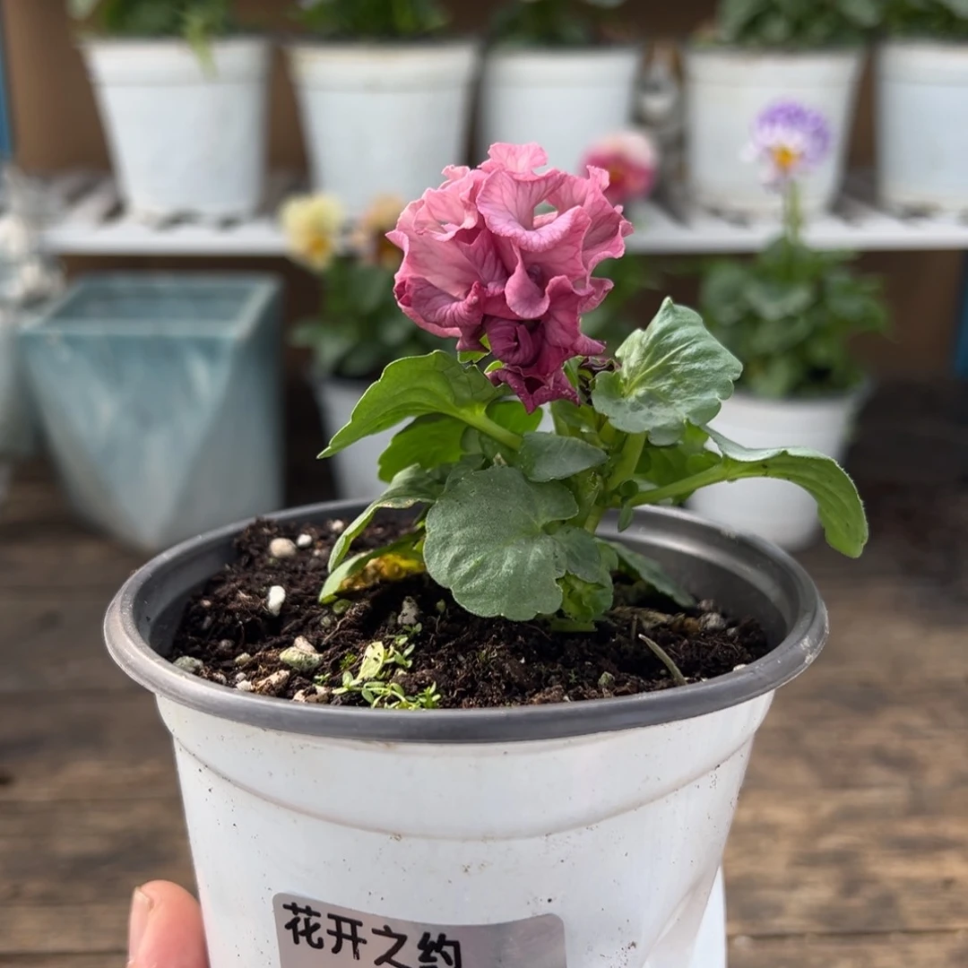 【闪购商品】完全开放162号