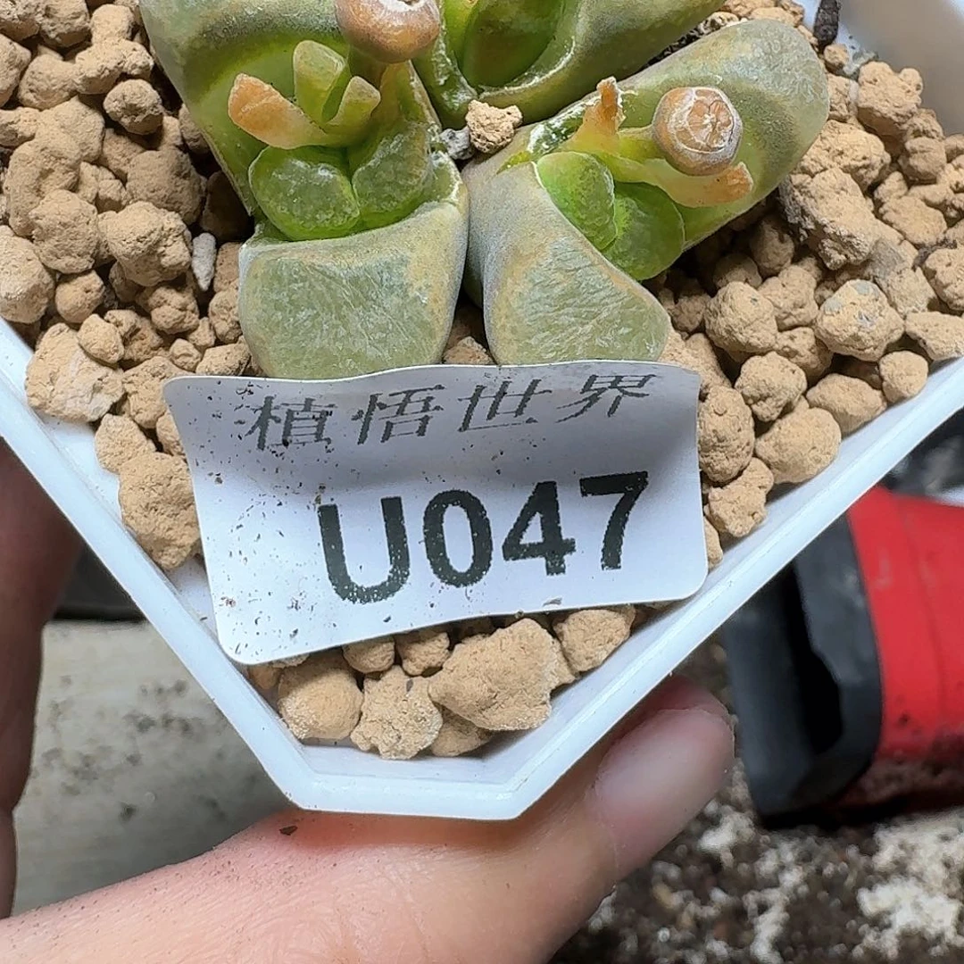 47号多肉植物哇我发姑姑