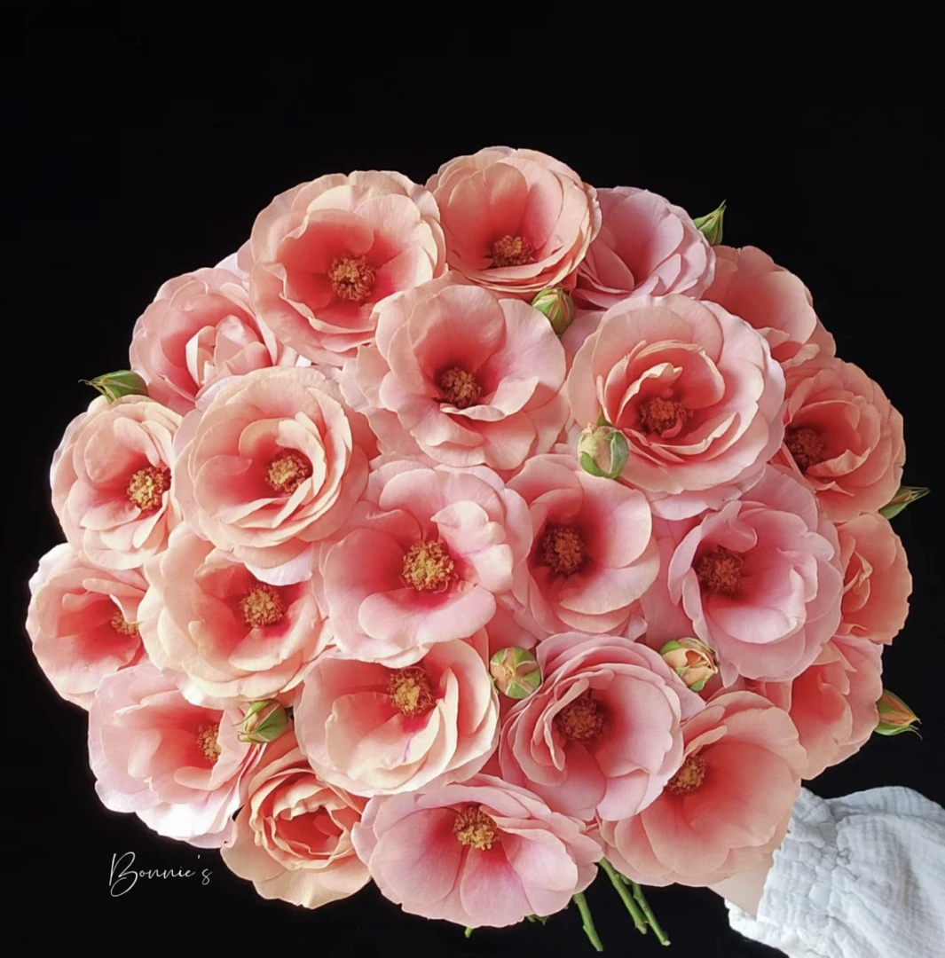 （曼）  金鱼姬8支+2支防损 鲜花任意满2单包邮