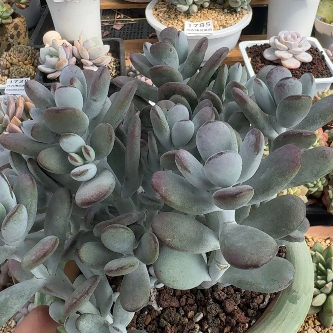 1551一物一拍（满28包邮）