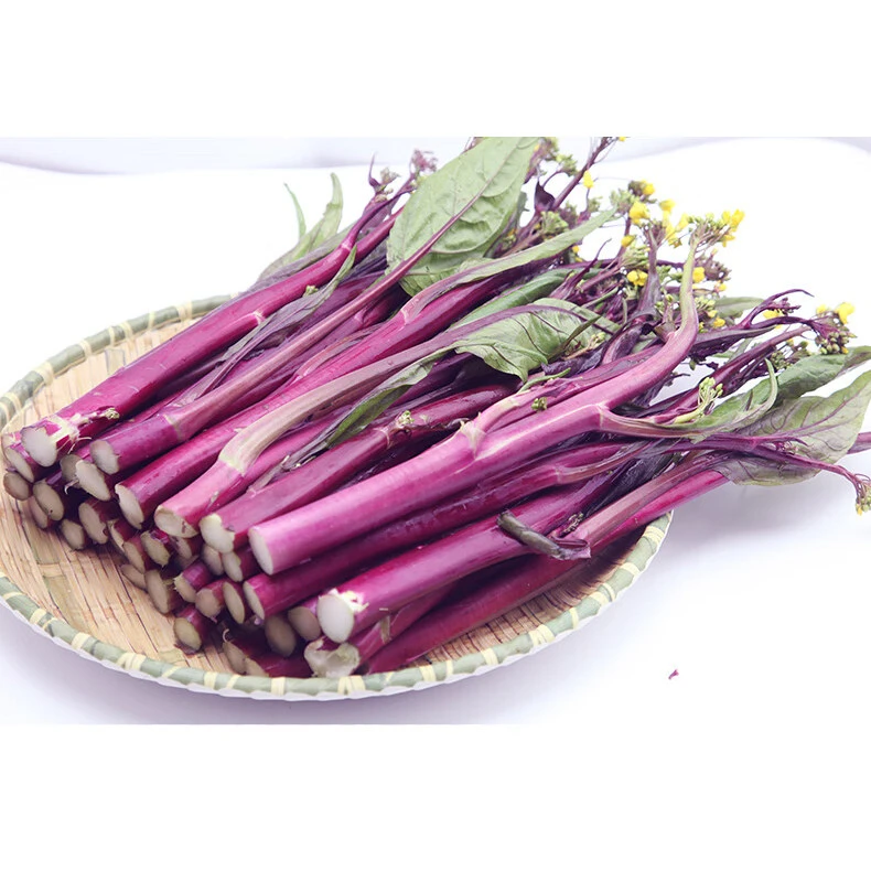红菜苔种子每包约1500粒蔬菜种子新鲜