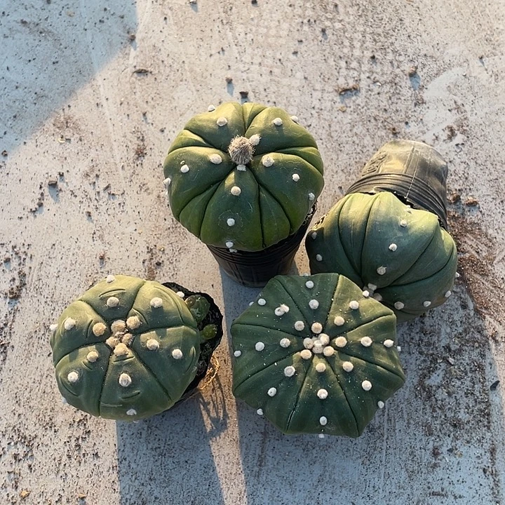 实生琉璃兜福利福利