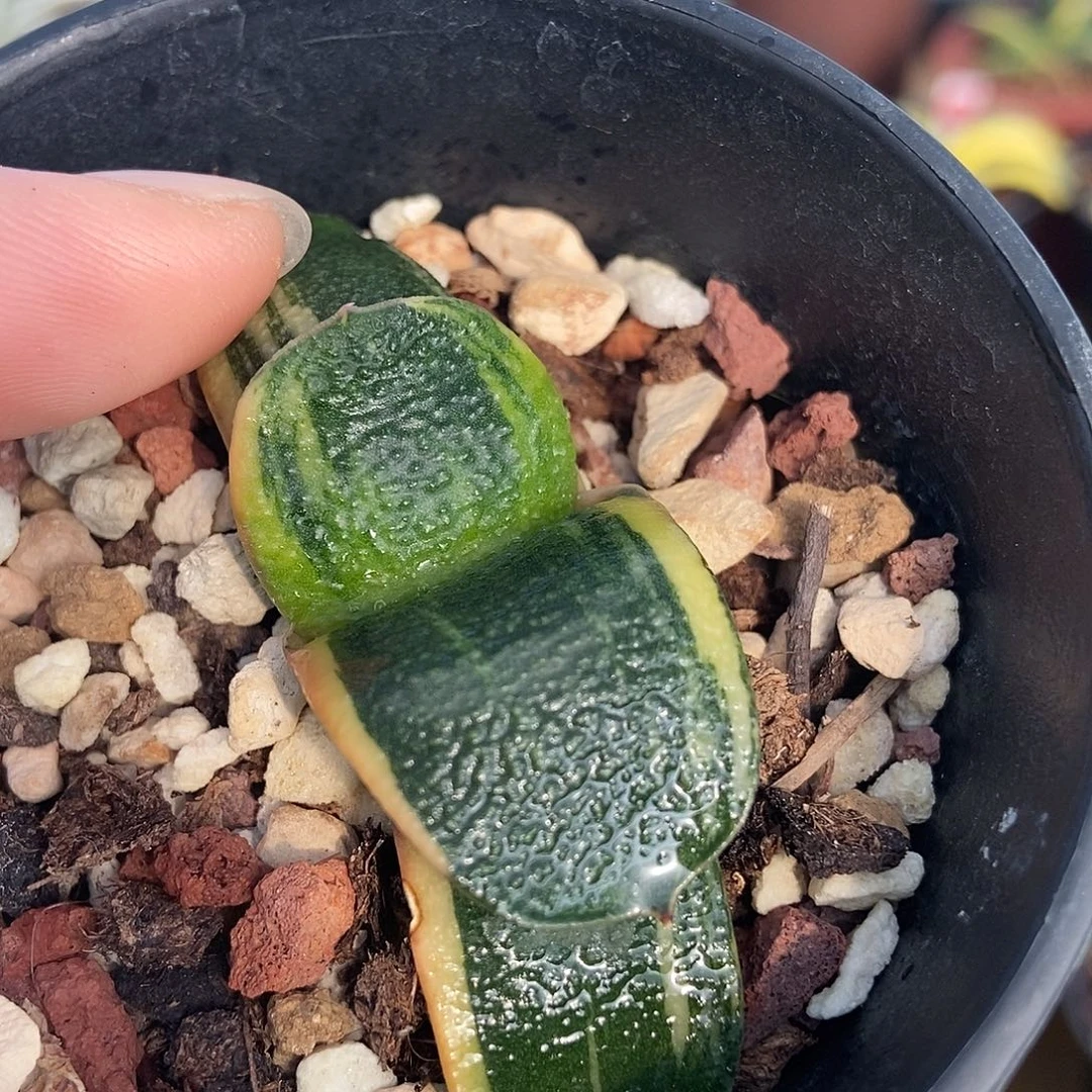 1048军配卧牛实生锦带盆发货