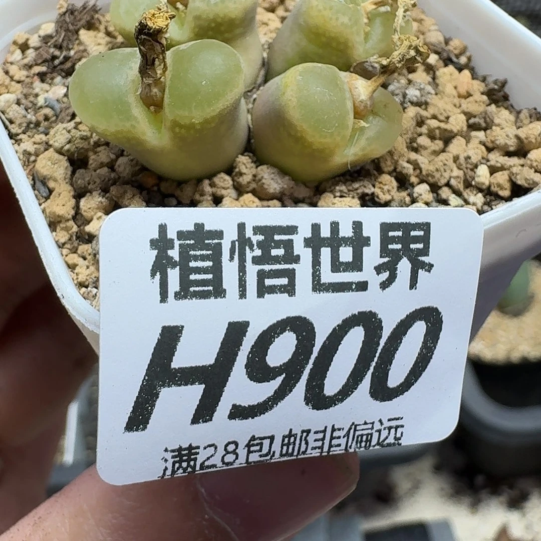 多肉植物的润泽风格和您