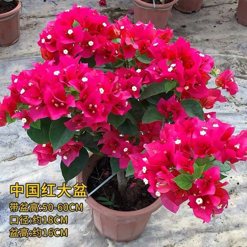 四季红 带花苞6-8年大红原盆原土发货 三角梅发货四季开花