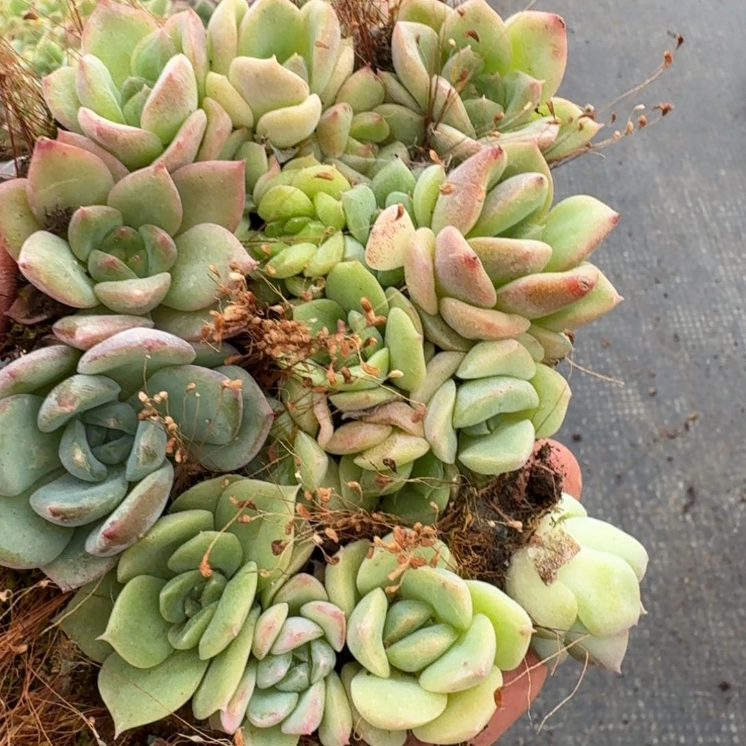 5-59特好珍妮切糕一份十多颗量拍