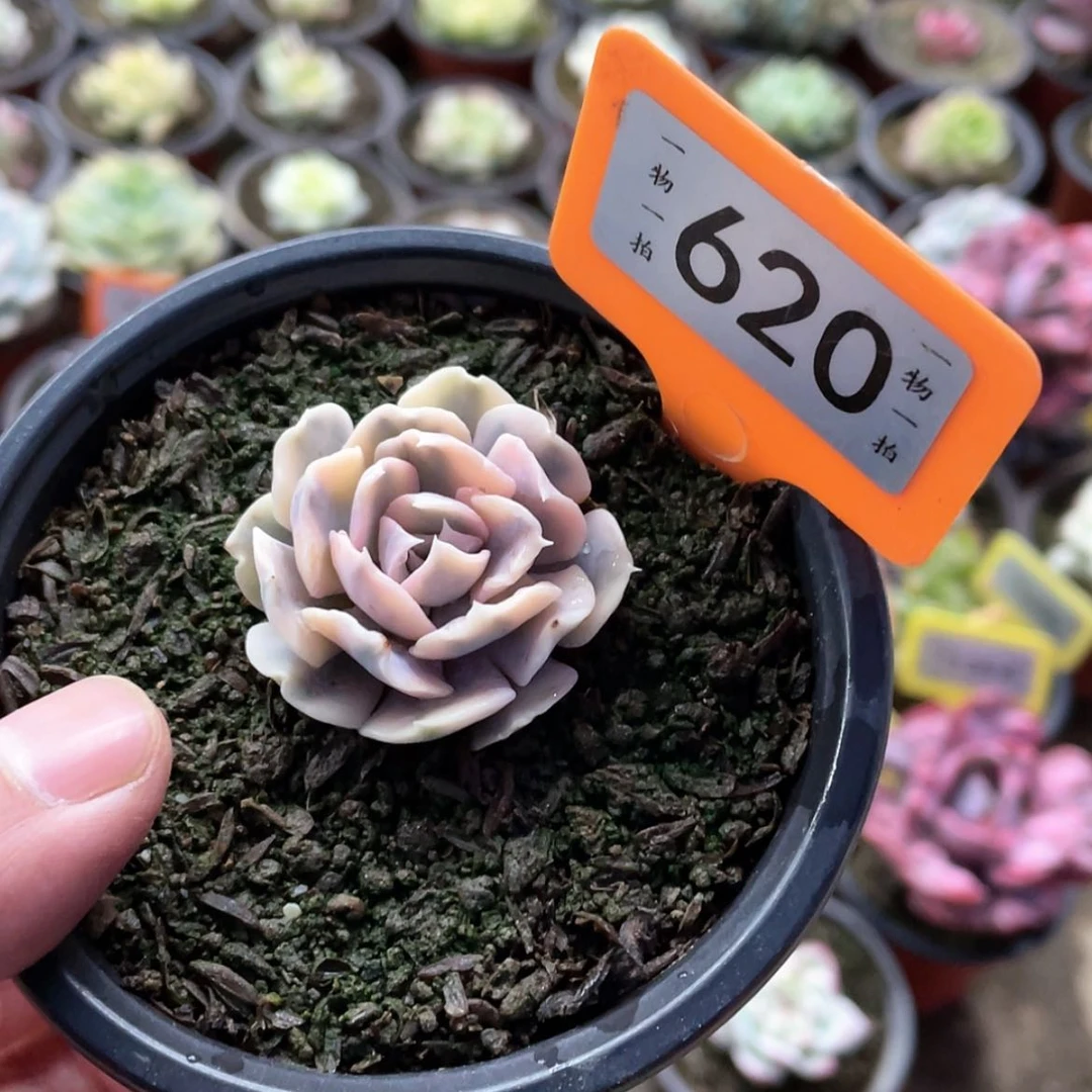 【闪购商品】脆*?620号