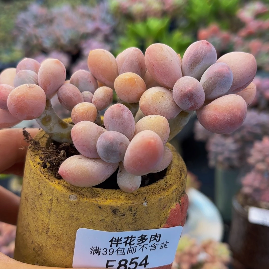854-香水手指奶酪多肉7cm