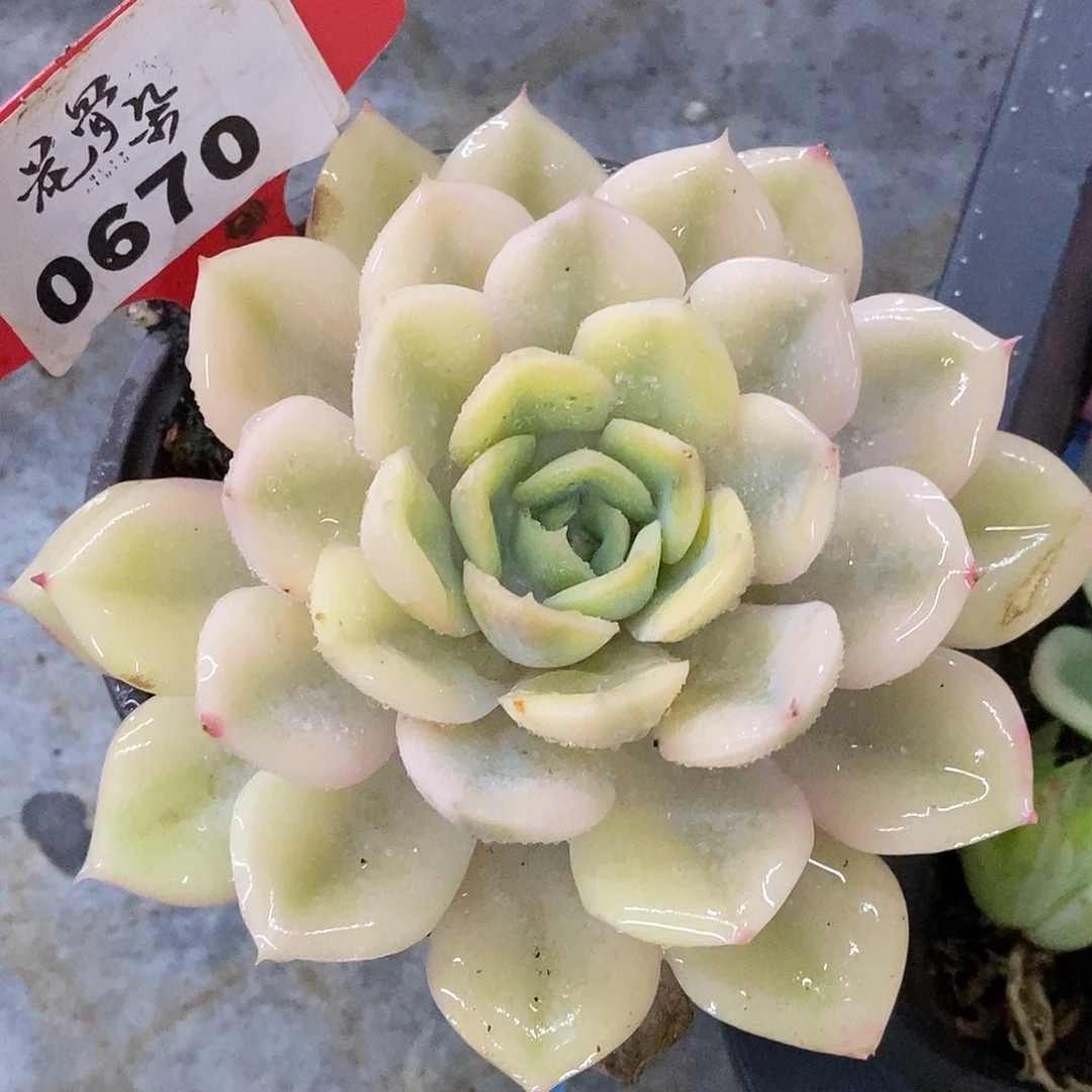 670宽锦哈哈哈哈哈哈