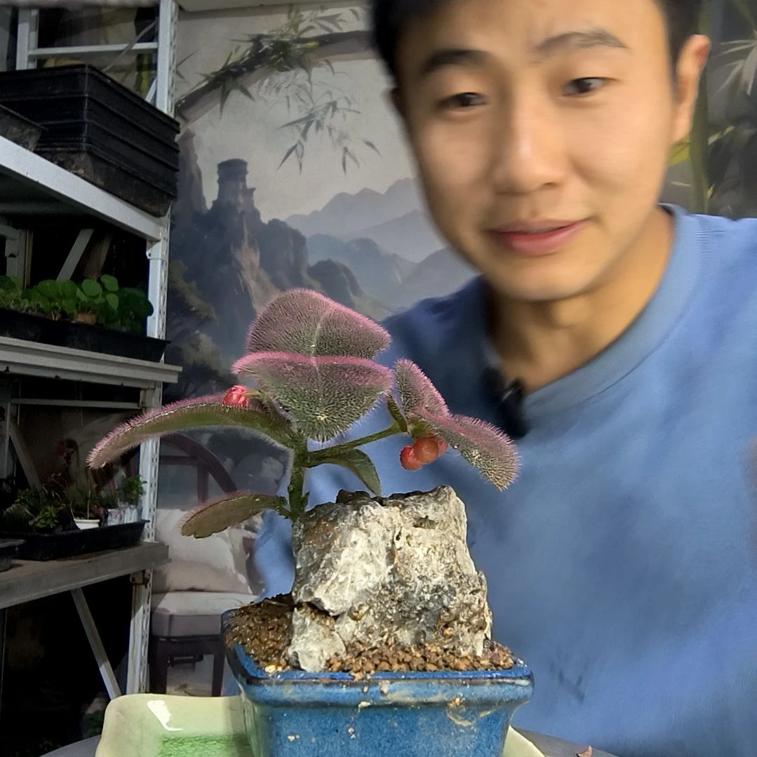 S****s中青园艺一物一拍47