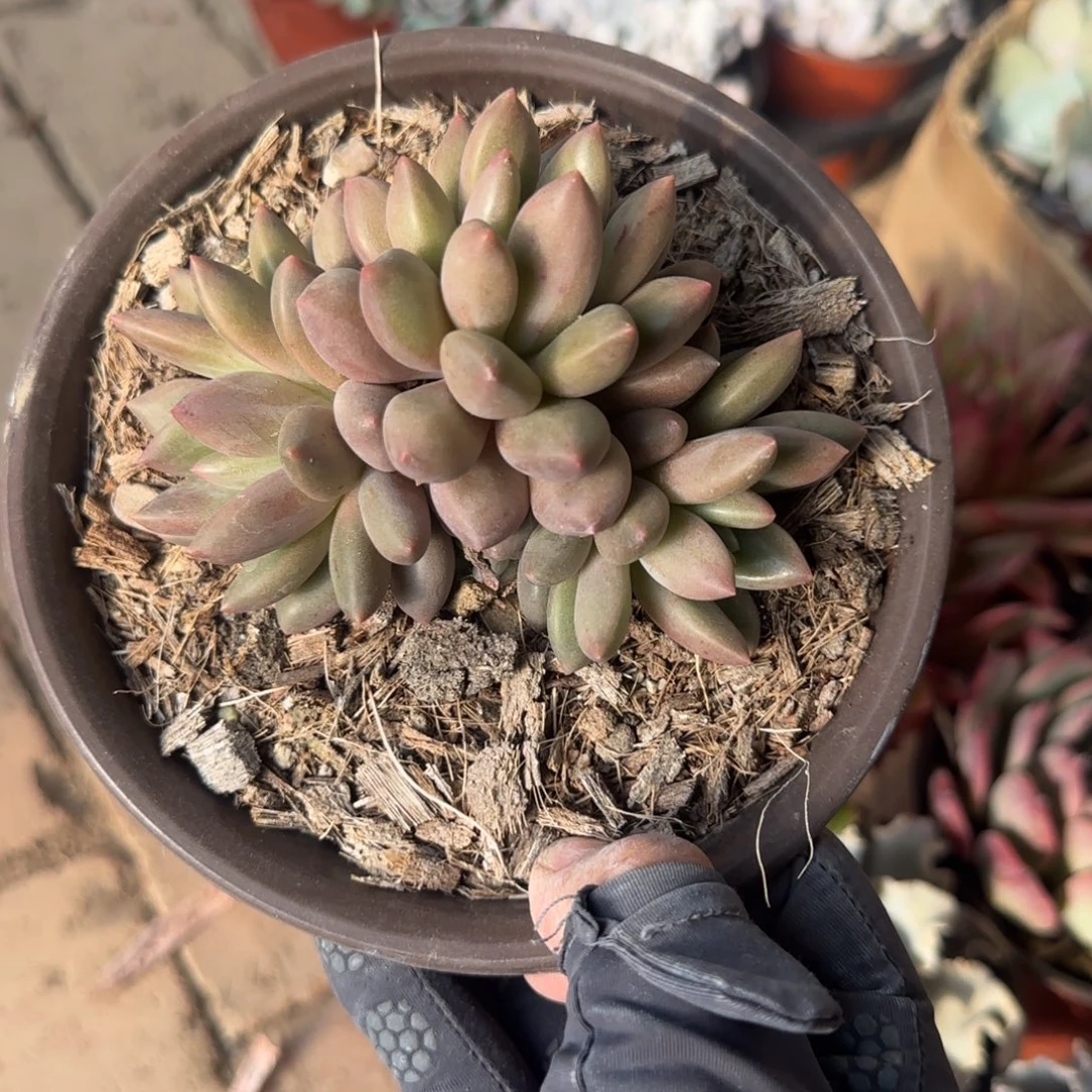 无花朵150所罗门精控