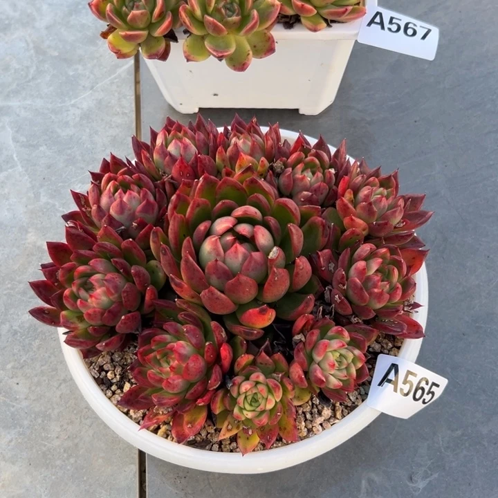 霸***性A565红东云一物一拍19.9