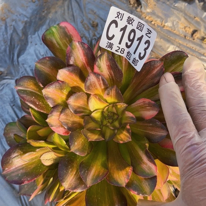 1913多肉植物法师法师法师