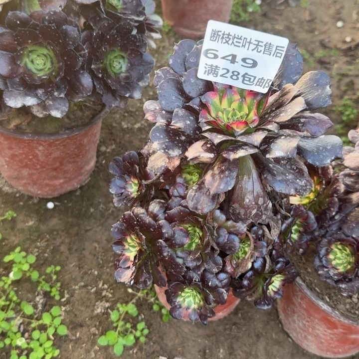 小***儿649二号棚美姬多肉A