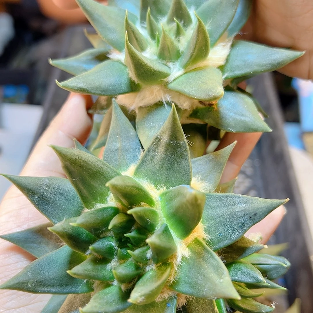 苗接细尤龙牙牡丹无根1颗8公分