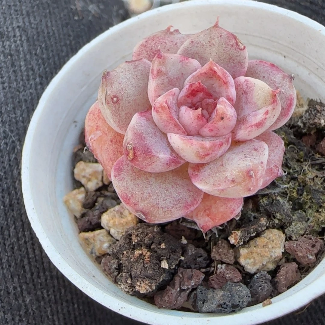 小卡拉米糖心一物一拍