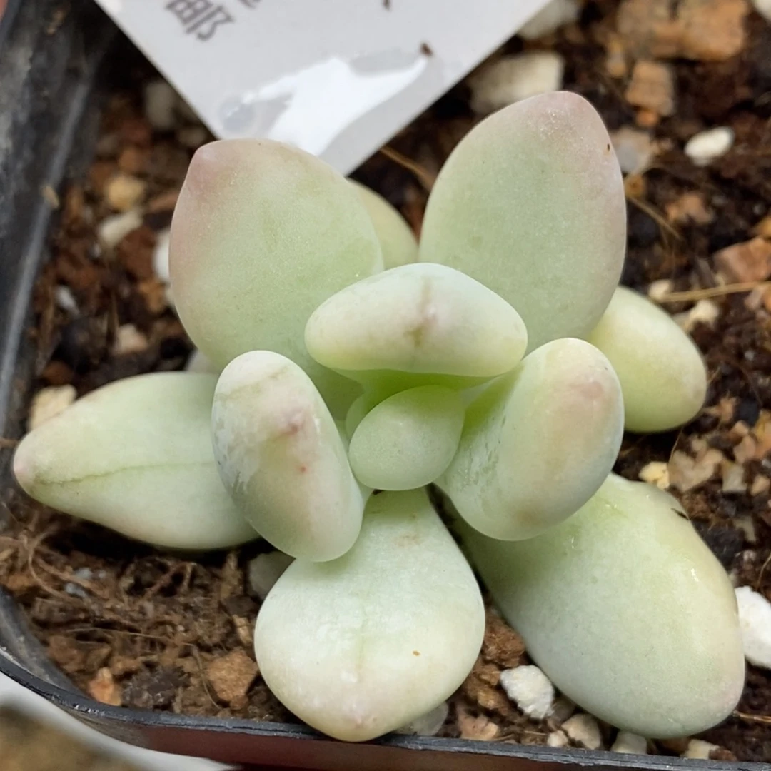 447三日月美人锦单头