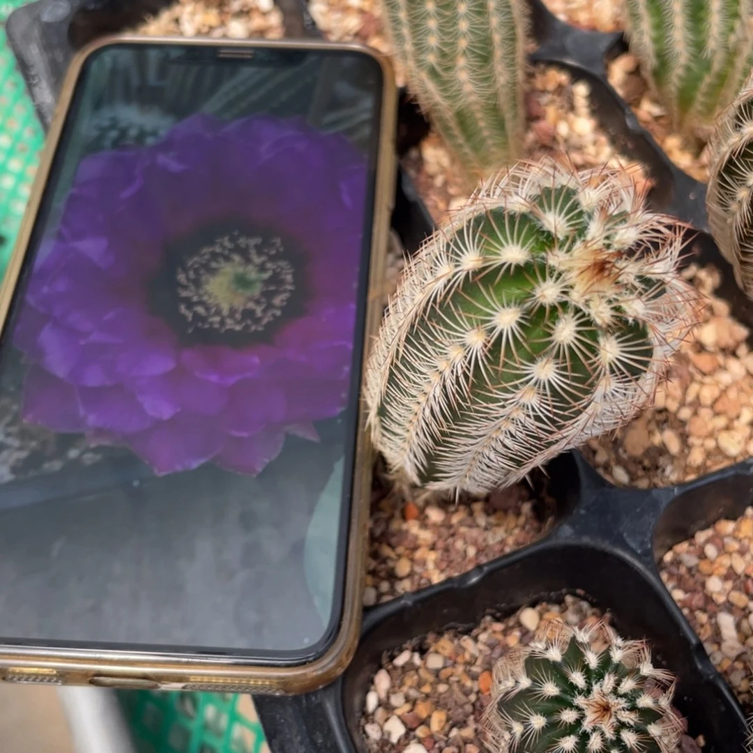 鹿角柱实生仙人球最美丽光