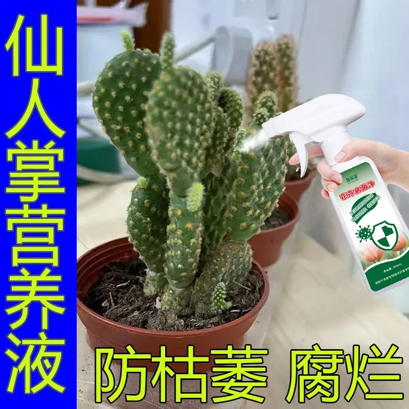 仙人掌抗病促活液营养液仙人掌防病害专用免稀释营养液防枯萎腐烂