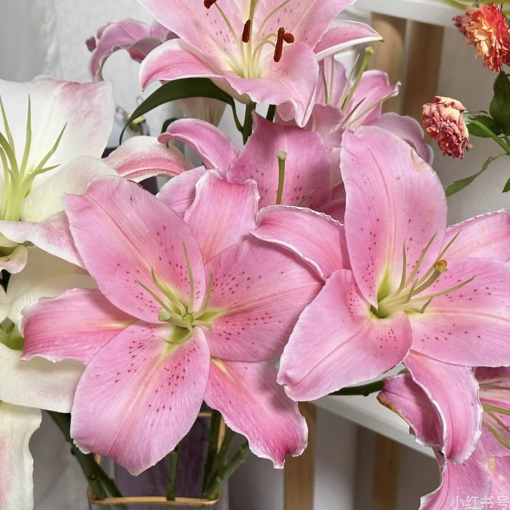 罗蒂1颗 单瓣香水百合链接