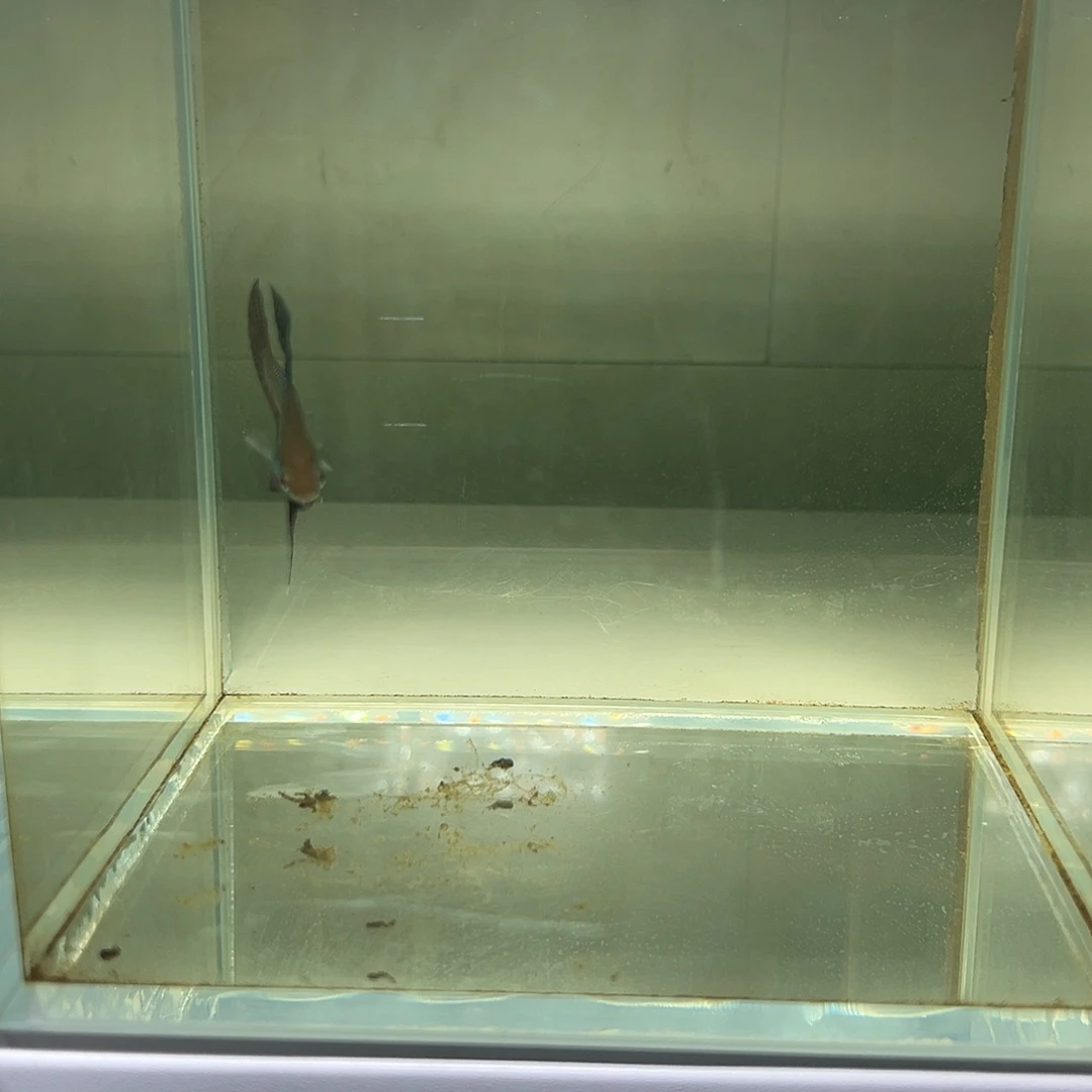 海水鱼泰国斗鱼原斗53号