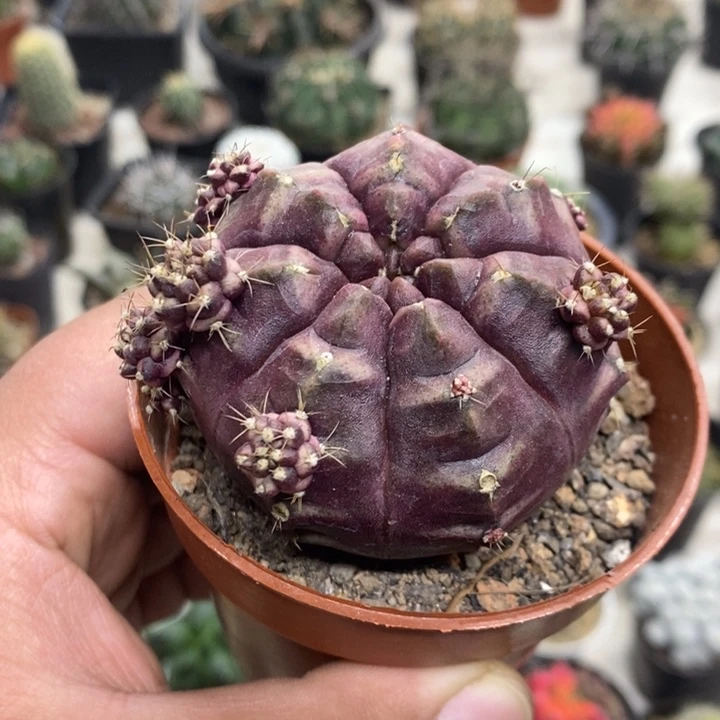 梦想牡丹特价福利