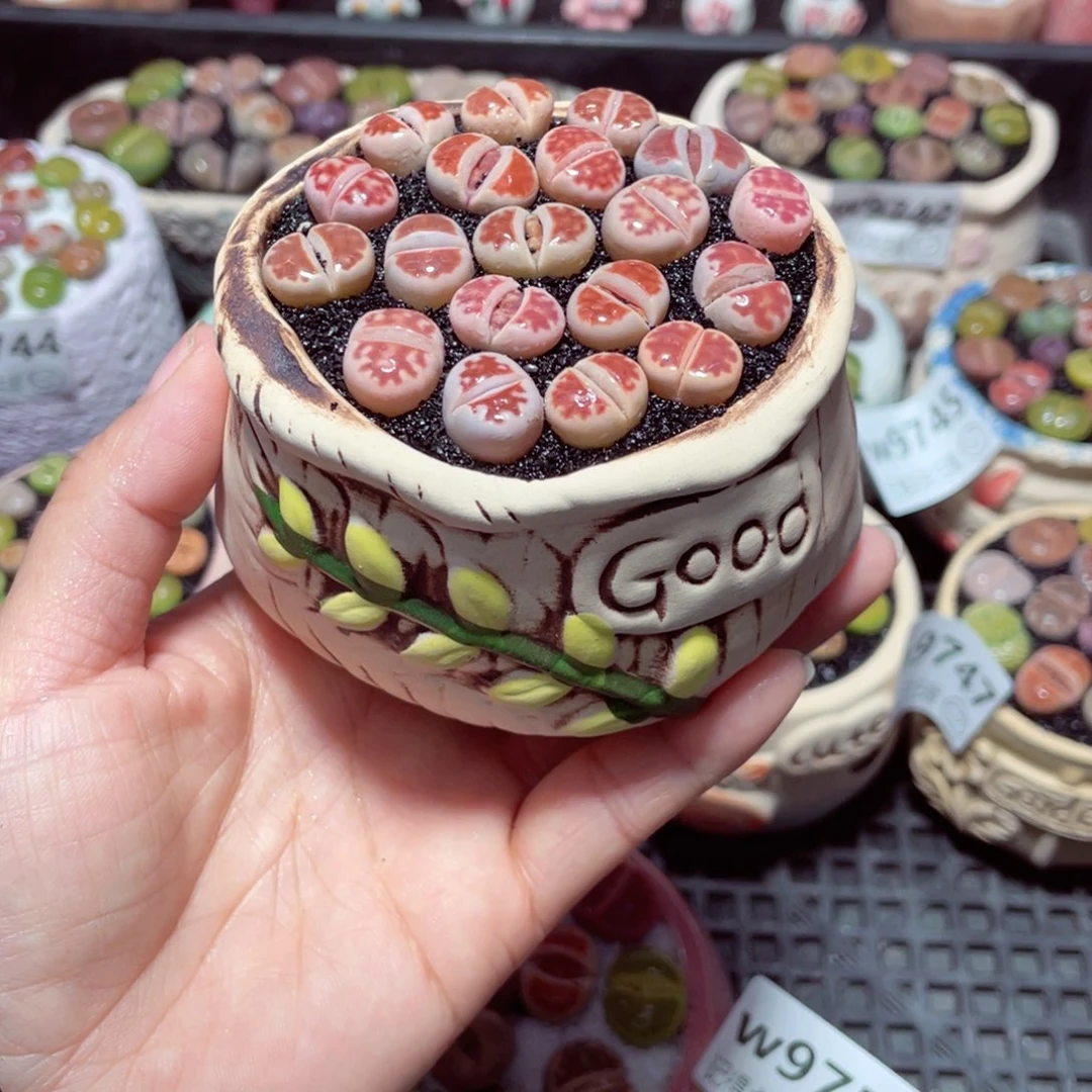 w8752 带盆土发货-零下地区拍保温箱