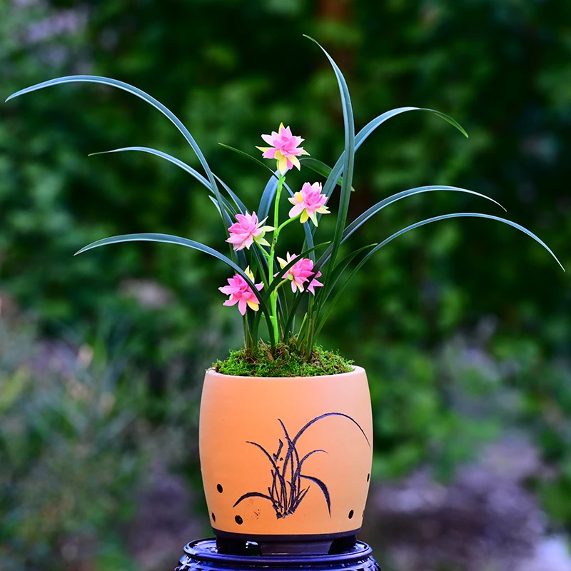 建兰铭品[仙山牡丹]高端紫砂盆好养盆栽室内外花卉