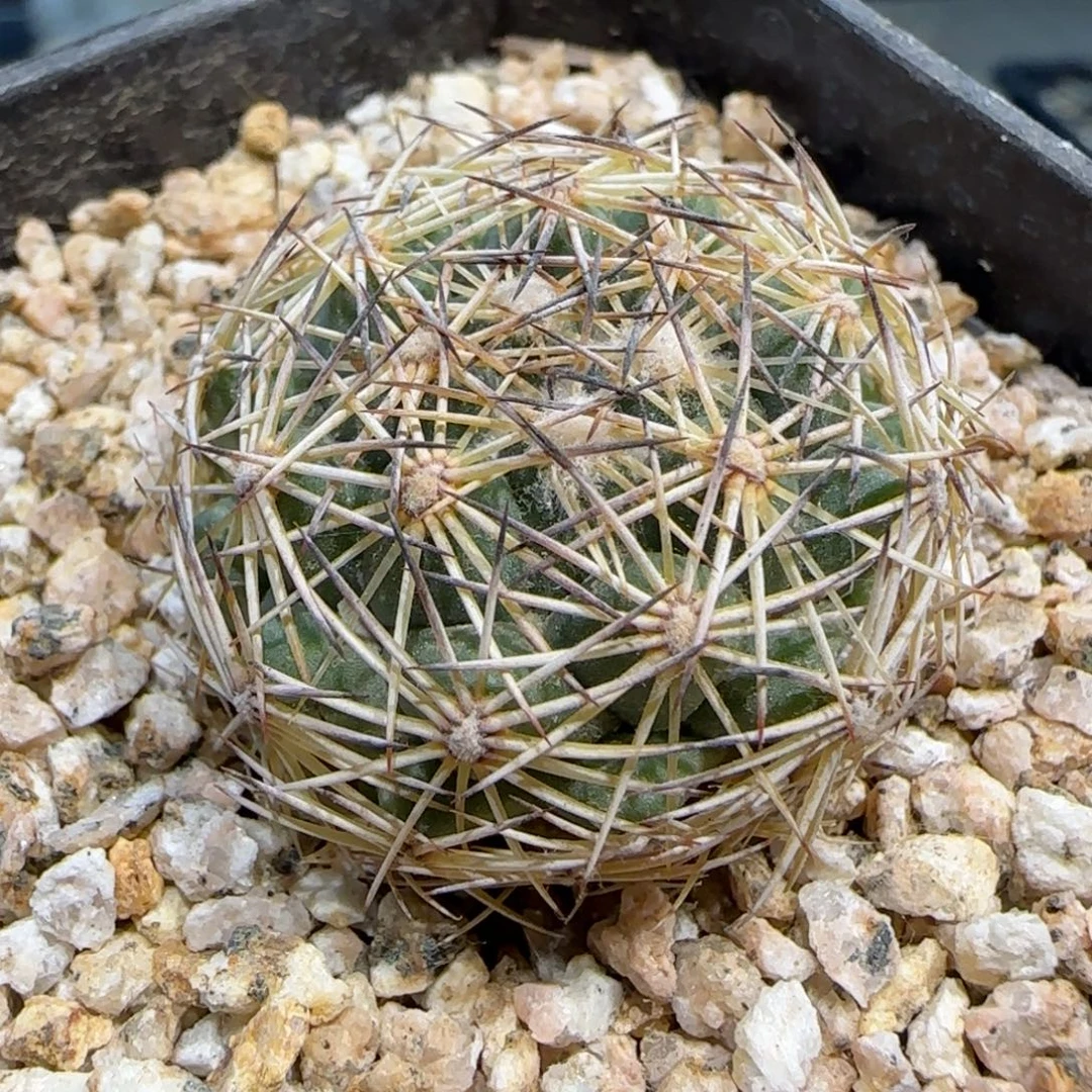 053实生海胆多肉3.3