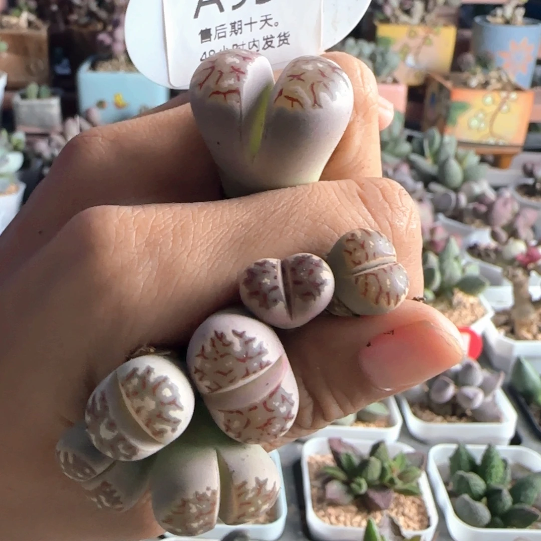 卿***岚福利。 7颗。   933。