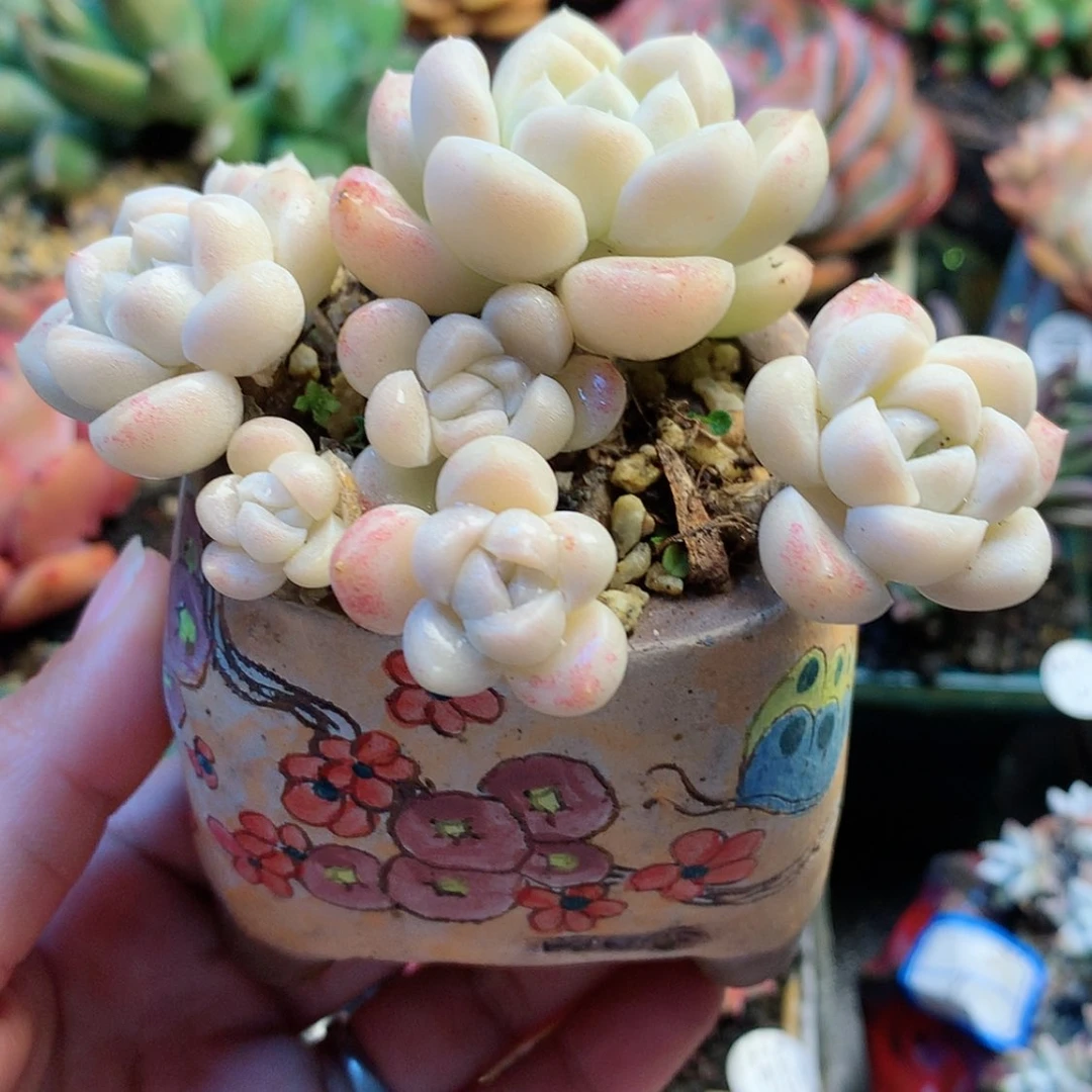 【闪购商品】梵*梵音，奶油蛋糕