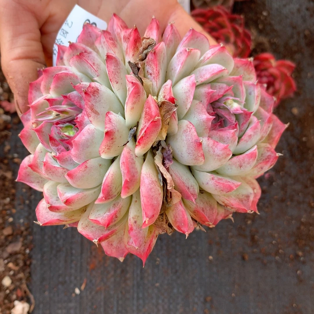 3888 杂交精品基地10厘米