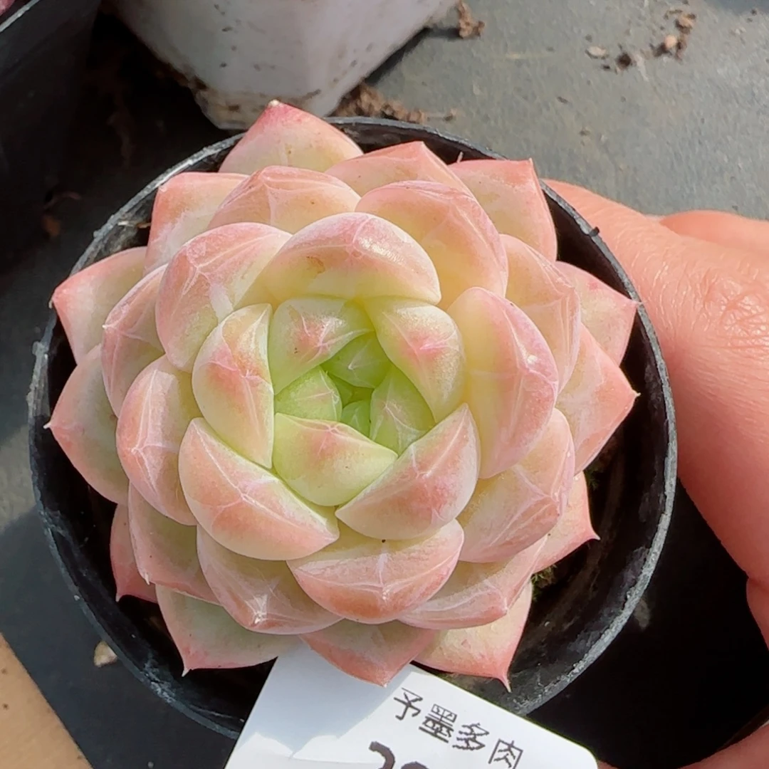 孤品珍妮，2948多肉植物