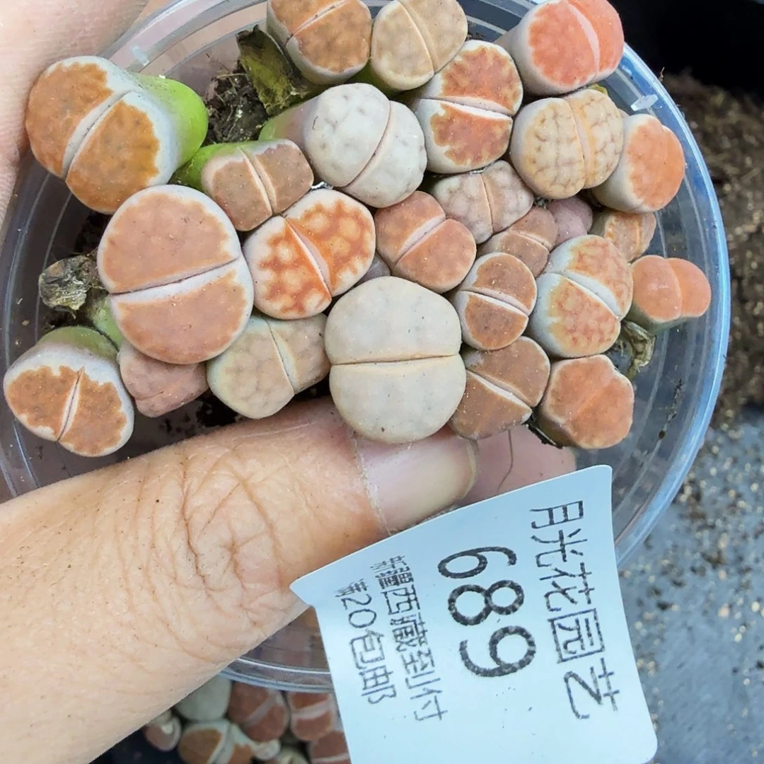 不用我来陪着就算你689哈哈