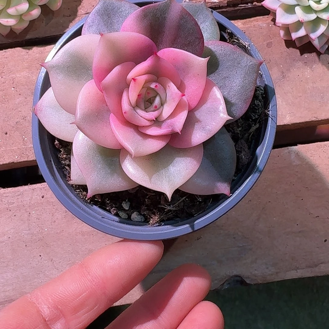 贝加尔湖锦多肉多肉多肉