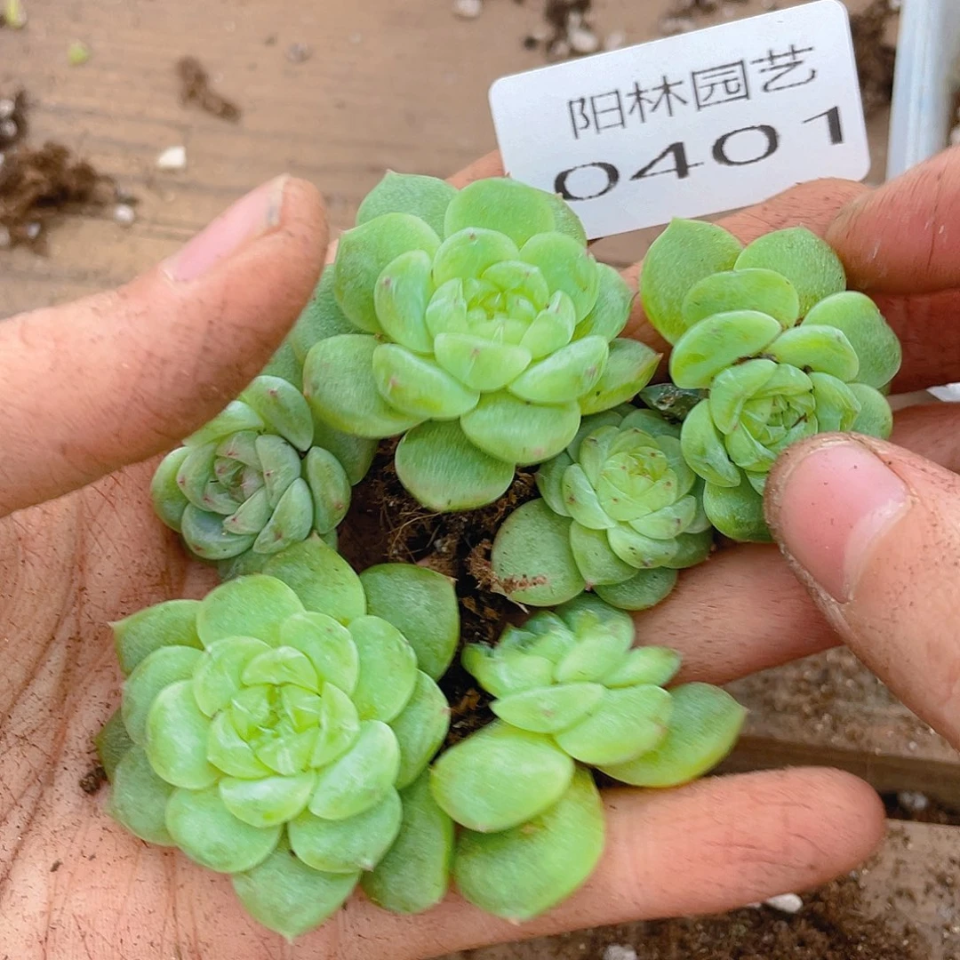 多肉植物多肉植物401