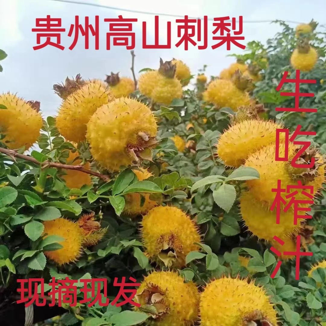 贵州野生刺梨鲜果维C之王冷链包装可泡酒泡水榨汁