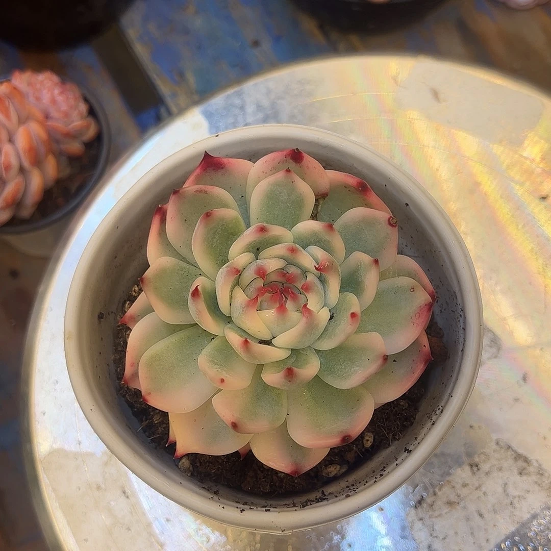 臣***下，，，，，，，，，，，，，，，，，，