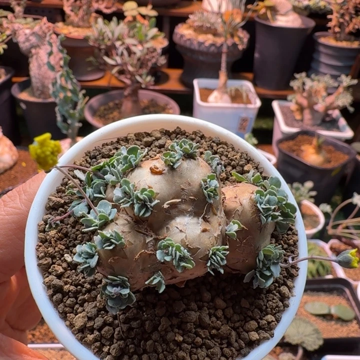 格加厚墩菊451 仙人球