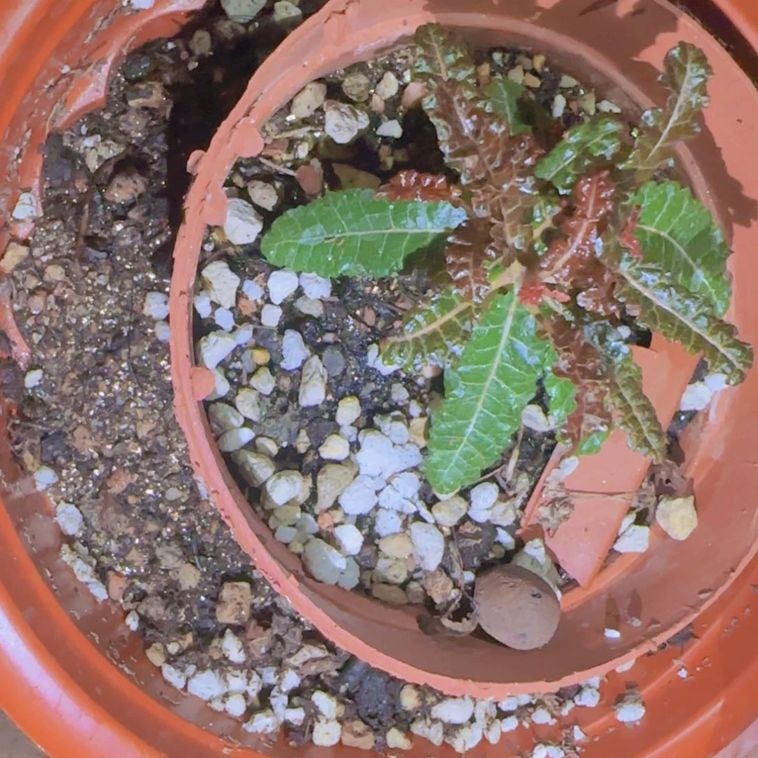 天***意块根植物块根植物块