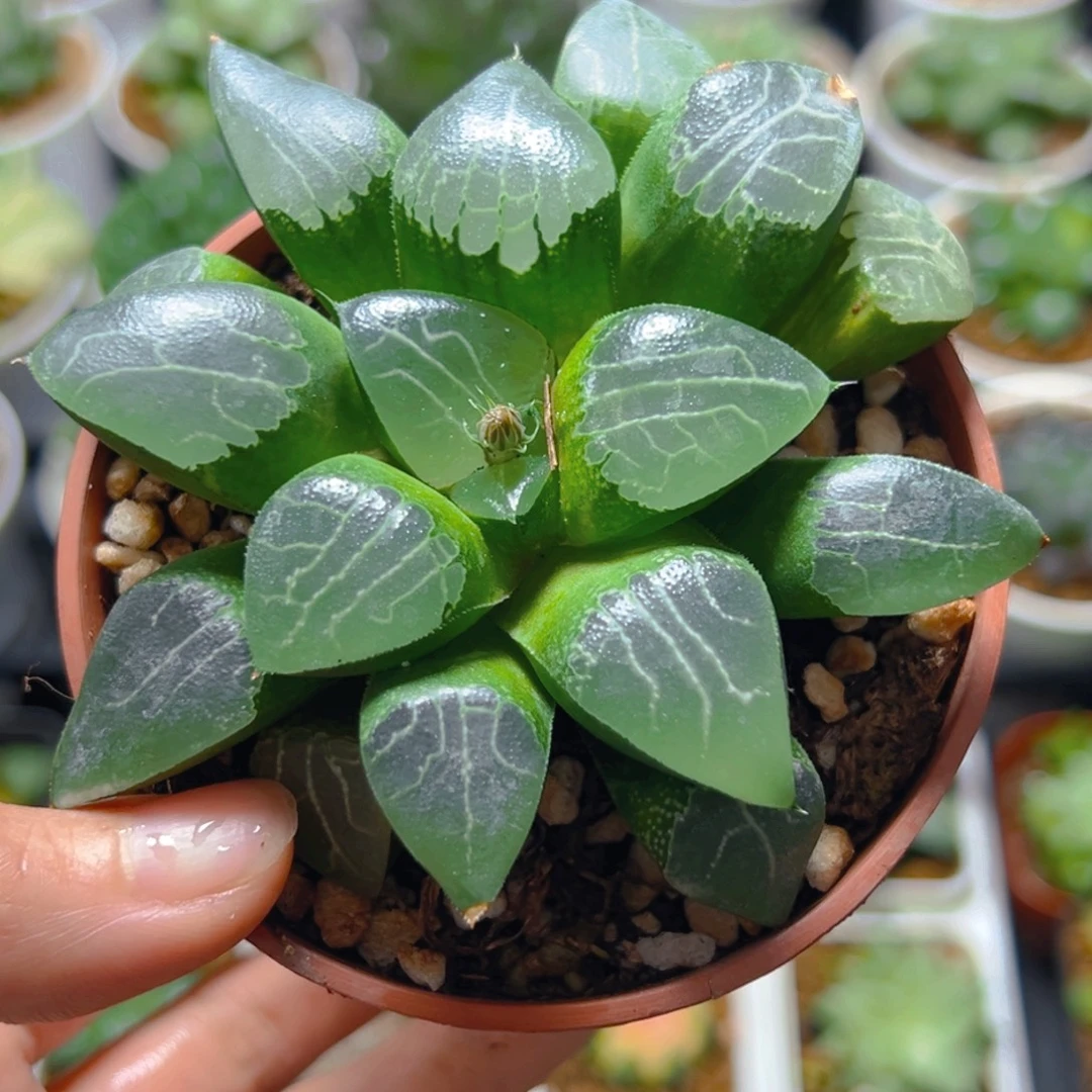 红盆月影寿多肉多肉