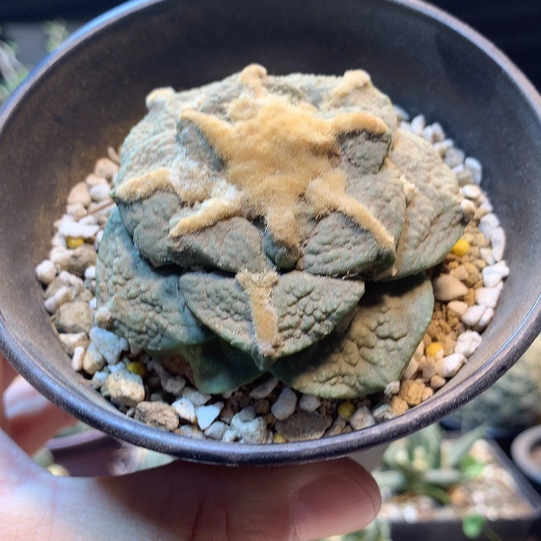 自根连山牡丹
