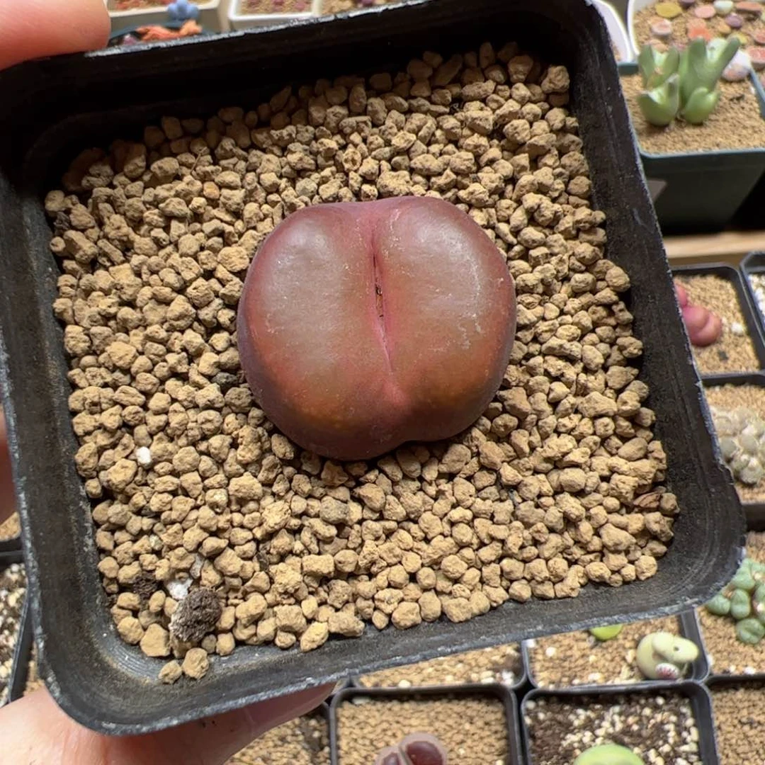 【闪购商品】134 吕