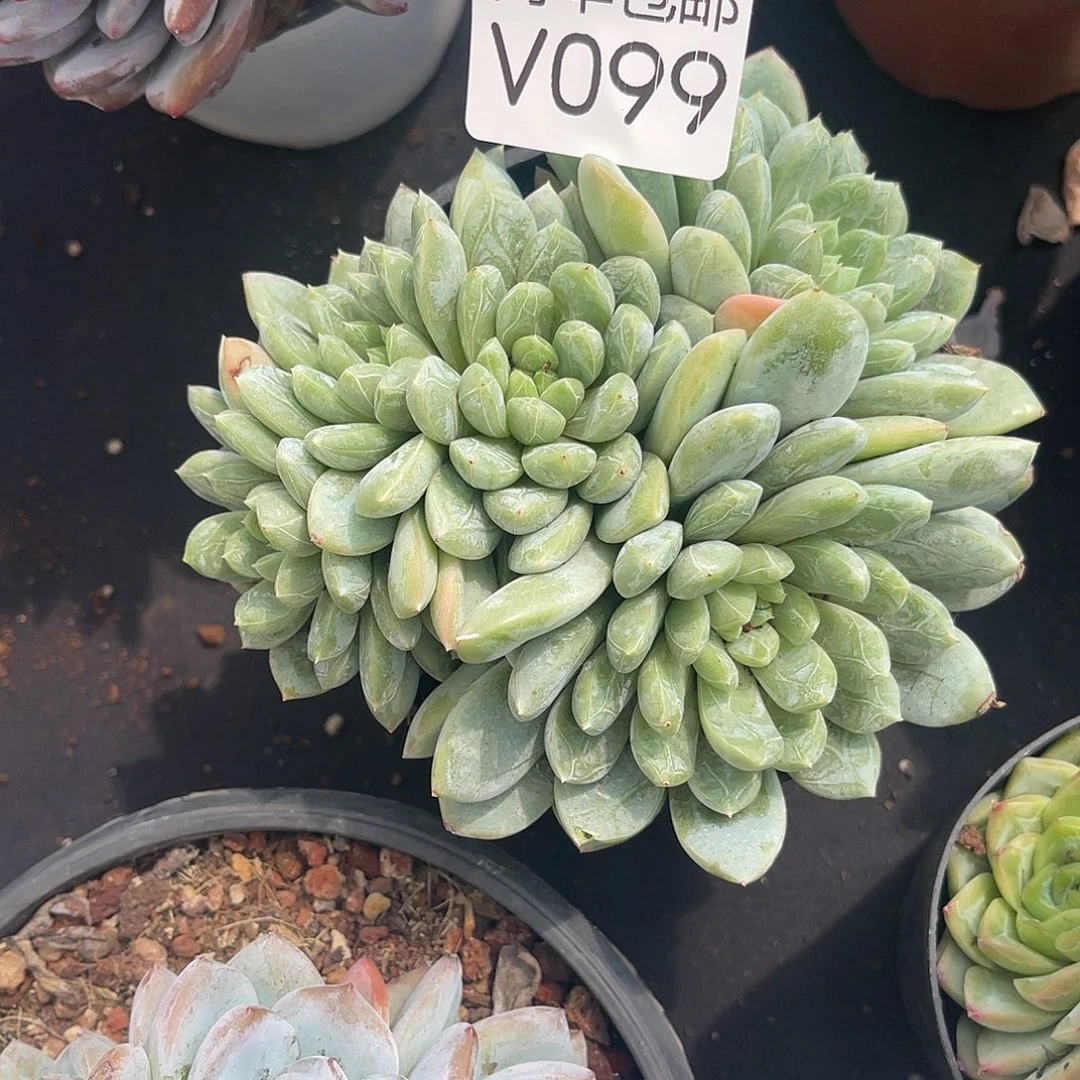 老阿姨花卉一物一拍V099