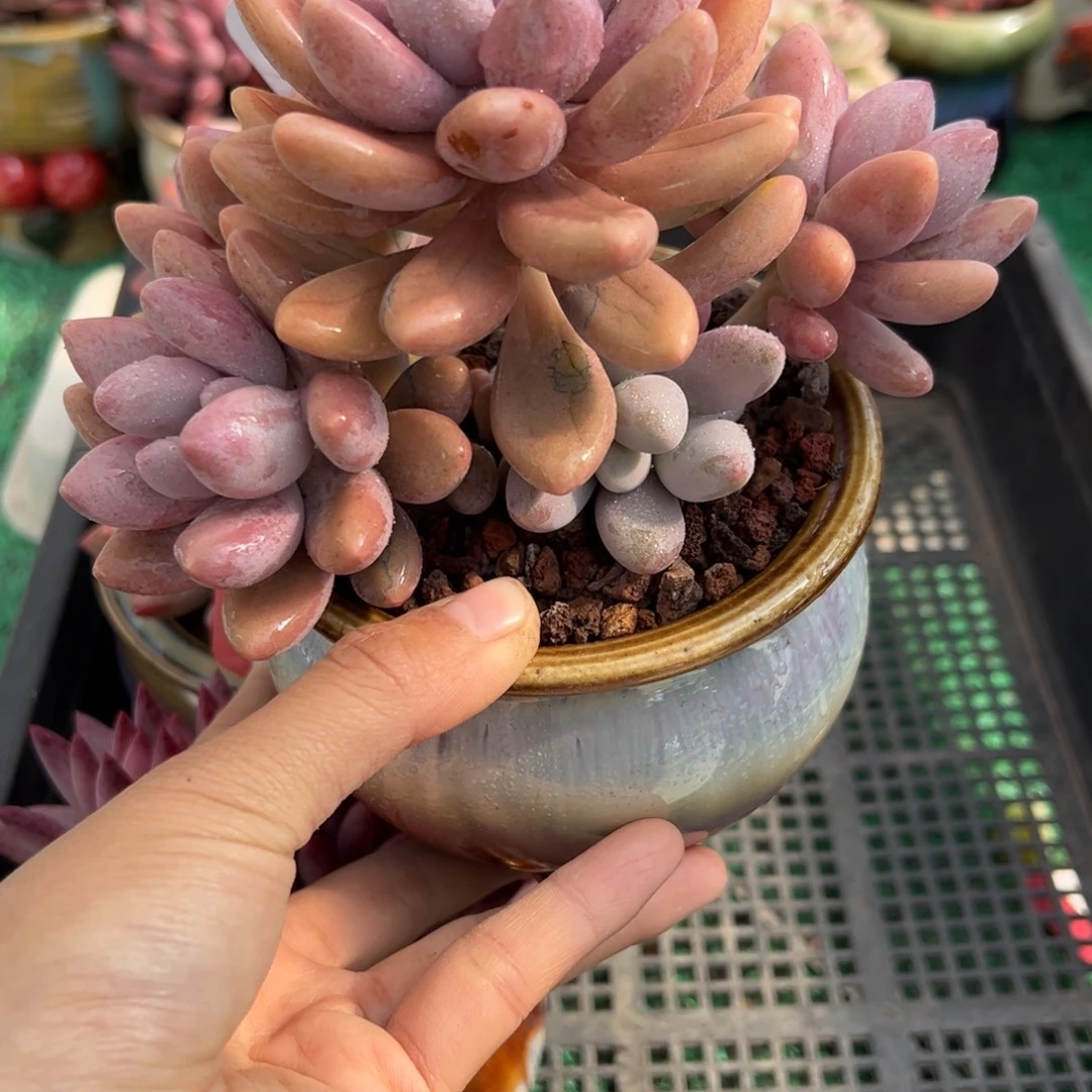 表妹精品多肉植物233.